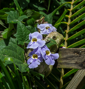 Rainforest in Dominica.